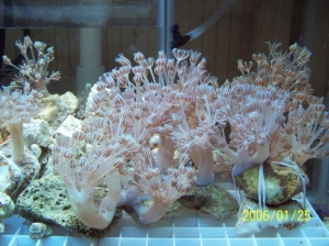 Pulsating Xenia frag tank