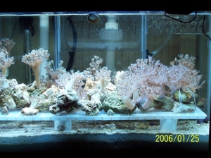 Pulsating Xenia frag tank