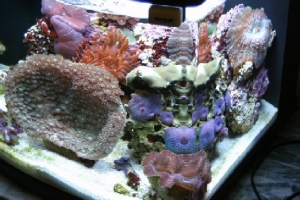 24 gallon Nano reef