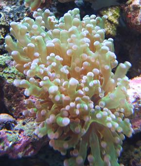 Branching Frogspawn