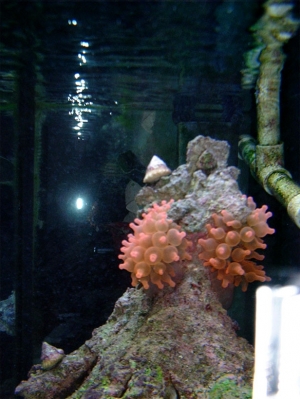 RBTA