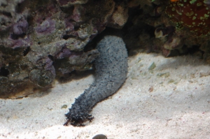 Black_Sea_Cucumber