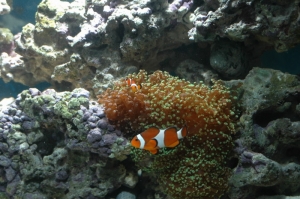 Clowns_in_Frogspawn