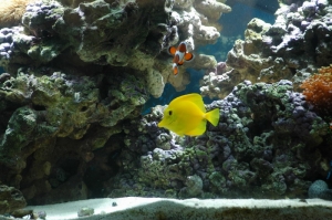 Yellow_Tang1