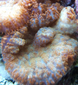 Orange Bullseye