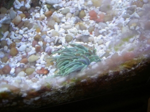 Anemone - Startled and then recovered