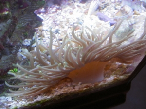 Anemone - Startled and then recovered