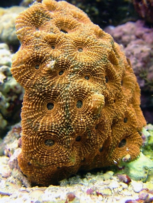 orange_Acan