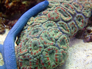 Acan_and_star