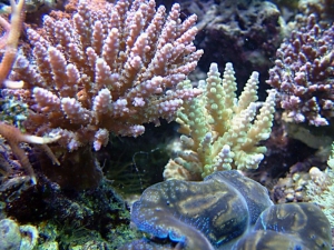 SPS_and_clam