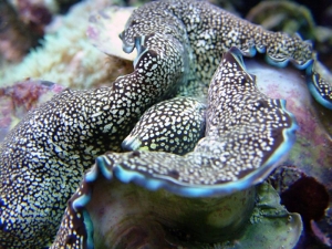Max_Clam