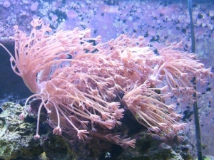 Xenia