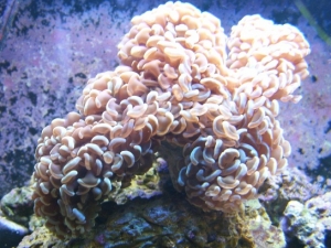 Hammer Coral