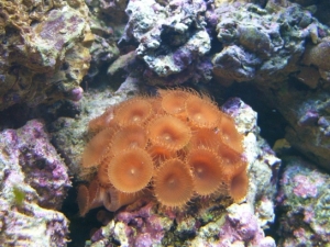 Brown Polyps
