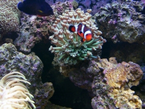 Goniopora w/ clown passing through