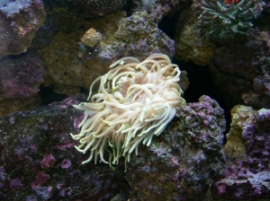 Long tentacle anemone