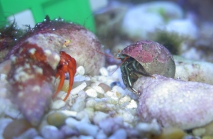 Hermit Crabs