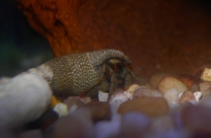 Hermit Crabs