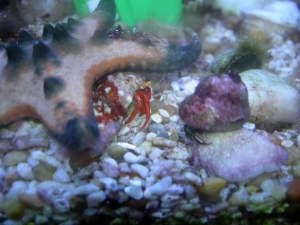 Hermit Crabs