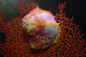 SEA APPLE
