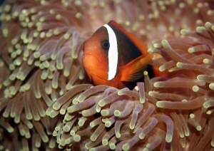 FIRE CLOWN FISH
