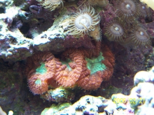 Blastomussa