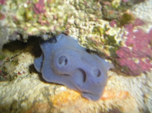 Blue Sponge