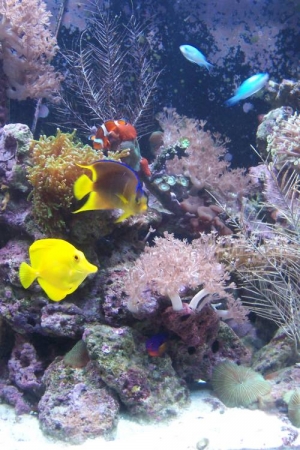 115 Gallon Reef