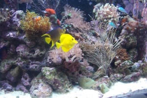 115 Gallon Reef