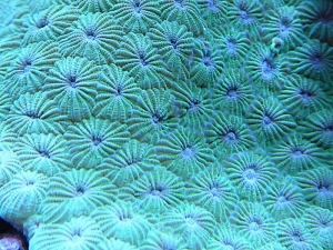 Willow's LPS Tank shots