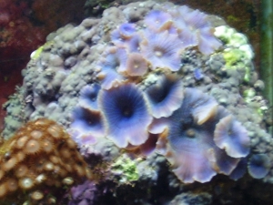 my mushrooms