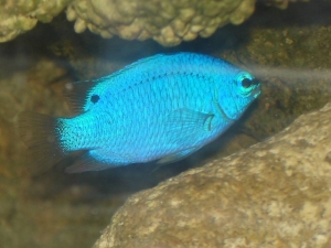 blue damsel