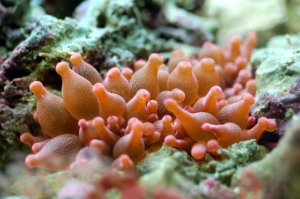 Happy Little Anemone