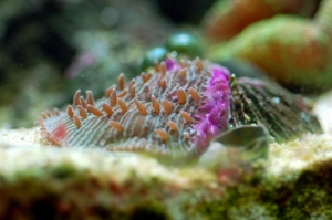 Fungia Coral Progress :)