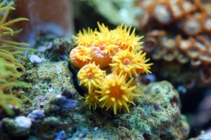 Sun Coral