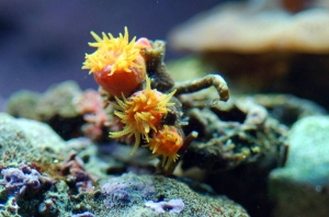 Sun Coral 2?