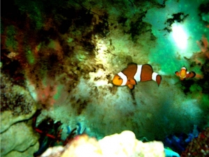 Percula