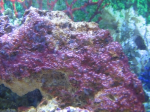 ALGAEPICTURE