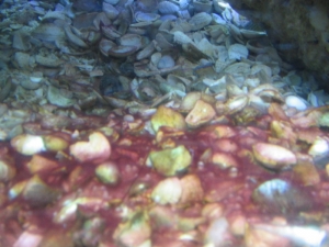 ALGAEPICTURE