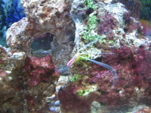 SHRIMPONALGAE