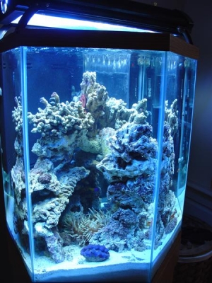 My tank shots with coral and friends!