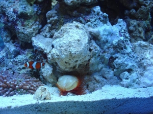 My tank shots with coral and friends!