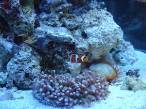 My tank shots with coral and friends!