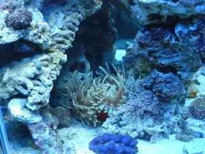 My tank shots with coral and friends!