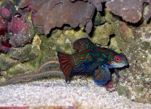 nemo_sweden3