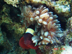 Maroon Clown/BTA