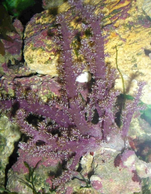 Lemnalia Coral