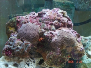 Jenny's Tank- Awsome Live Rock!