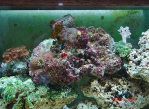 Jenny's Tank- Awsome Live Rock!