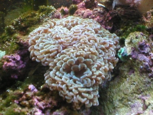 Hammer